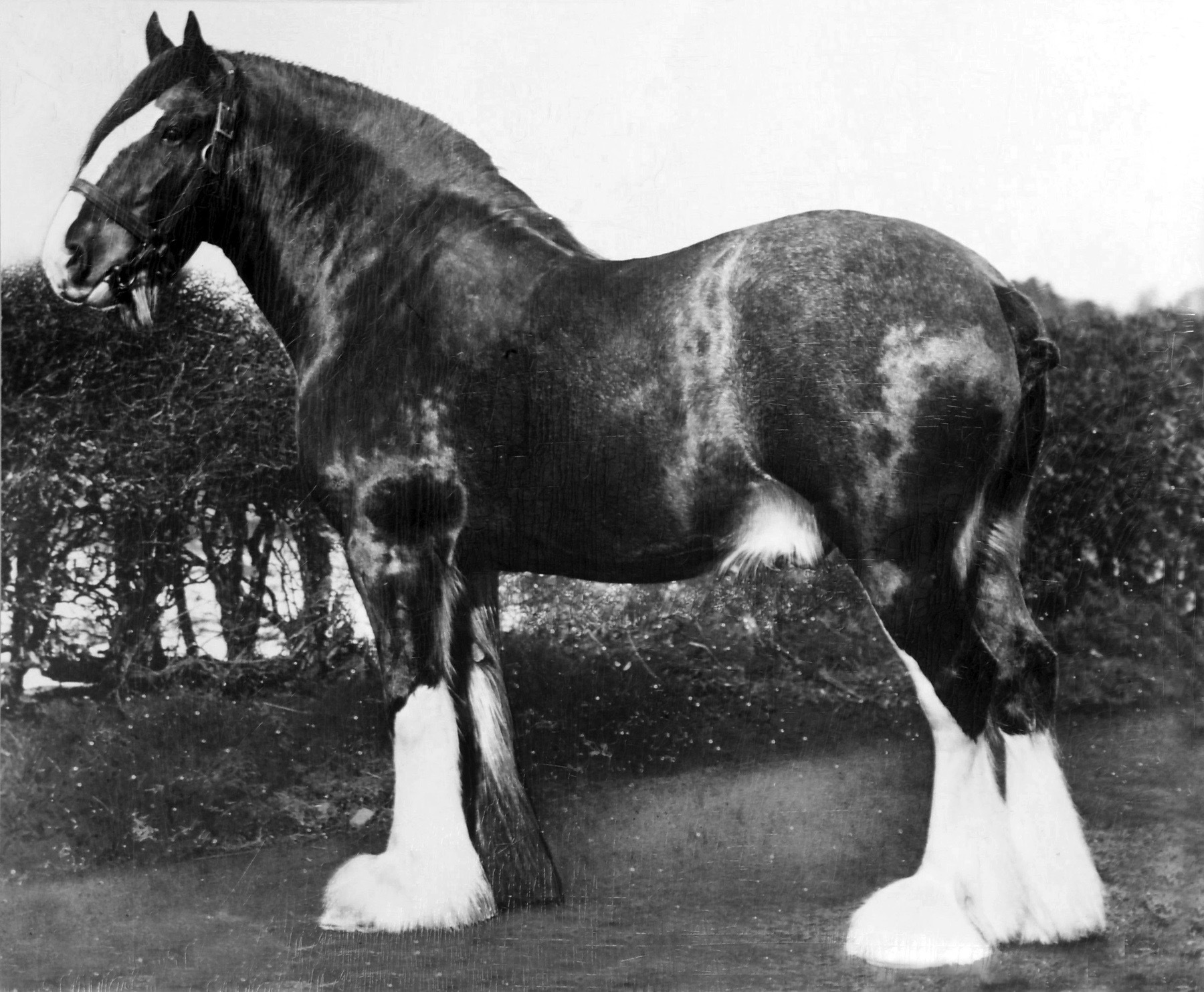 Clydesdale Horses